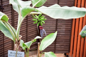 植物園 バナナ 花と果実