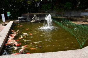 植物園 噴水 鯉