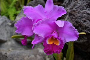 植物園 紫 蘭