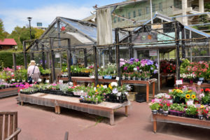 植物園 花の売店