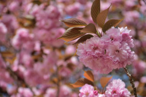 植物園 八重桜