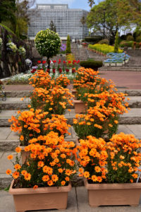 植物園 階段
