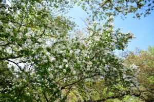 植物園 白い花