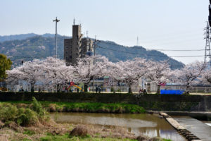 瀬野川の桜 40mm