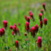 紅花詰草